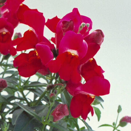 Purple Floral Showers, (F1) Snapdragon Seeds - Packet image number null